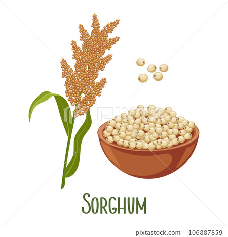 Set of sorghum grains and spikelets. Sorghum plant, sorghum grains in a plate. Agriculture, design elements, vector 106887859