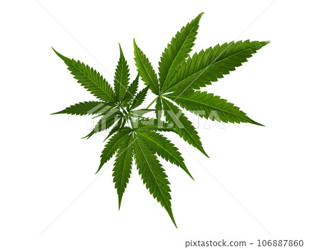 Hemp leaf isolated on white background. Marijuana, cannabis leaf for design. Hemp leaf isolated on white background. Marijuana, cannabis leaf for design. 106887860