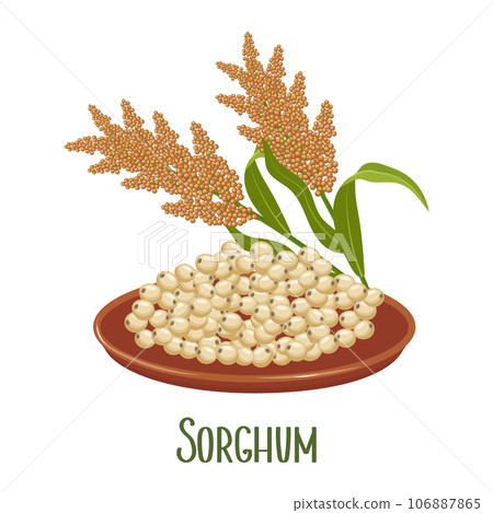 Set of sorghum grains and spikelets. Sorghum plant, sorghum grains in a plate. Agriculture, design elements, vector Set of sorghum grains and spikelets. Sorghum plant, sorghum grains in a plate. Agriculture, design elements, vector 106887865