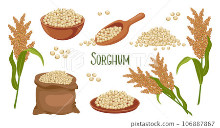 Set of sorghum grains and spikelets. Sorghum plant, sorghum grains in a plate, spatula and bag. Agriculture, design elements, vector Set of sorghum grains and spikelets. Sorghum plant, sorghum grains in a plate, spatula and bag. Agriculture, design elements, vector 106887867