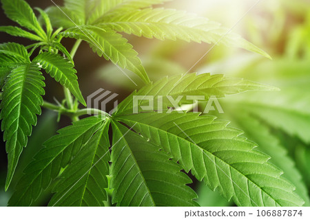 Hemp plant background. Marijuana, cannabis herb wallpaper. Medical cannabis at sunset. 106887874