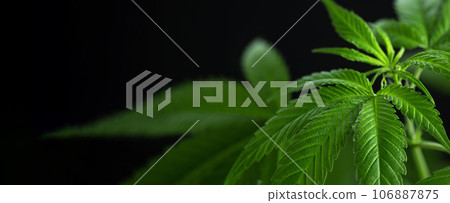 Hemp leaf background. Marijuana, cannabis herb wallpaper. Medical cannabis sativa on black background with copy space. 106887875