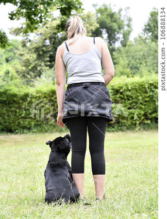 obedience training with a staffie obedience training with a staffie 106888134