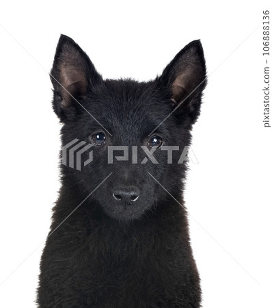 young Schipperke in studio 106888136