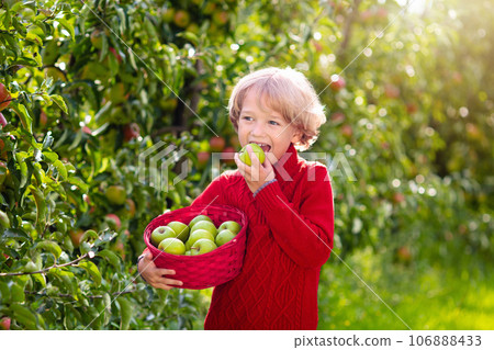 Child picking apples on farm. Fruit orchard fun. 106888433