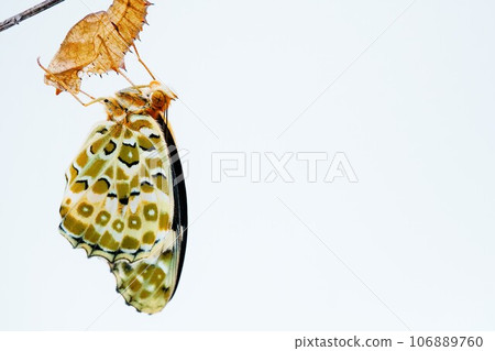 一隻可愛的黑腹貝母蝴蝶抓住了附著在死樹枝上的空蛹,並將體液輸送到白色背景上的翼靜脈 一隻可愛的黑腹貝母蝴蝶抓住了附著在死樹枝上的空蛹,並將體液輸送到白色背景上的翼靜脈 106889760