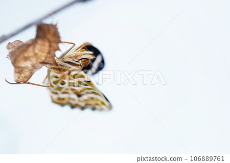 俯視圖，一隻黑貝母蝴蝶捕捉到一根細樹枝上的空蛹，並在白色背景下伸展翅膀 106889761