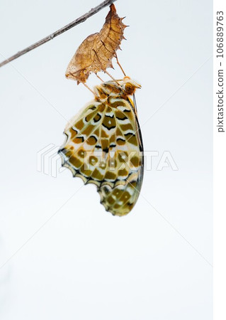 一隻美麗的黑頭貝母蝴蝶抓住了附著在枯樹枝上的空蛹，並在白色背景上垂直伸展翅膀 106889763