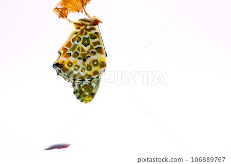 A cute fritillary butterfly and red pupa stool drying its wings in an empty pupa, viewed from the side on a white background A cute fritillary butterfly and red pupa stool drying its wings in an empty pupa, viewed from the side on a white background 106889767