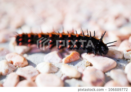 紅黑刺貝母幼蟲在粉紅石洗花園上爬行的特寫 106889772