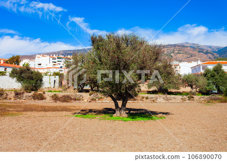 Ancient olive trees route in Orgiva, Spain Ancient olive trees route in Orgiva, Spain 106890070