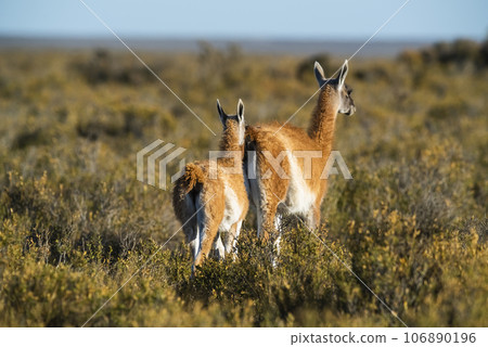 Guanaco mother and baby , Peninsula Valdes,Patagonia, Argentina. 106890196