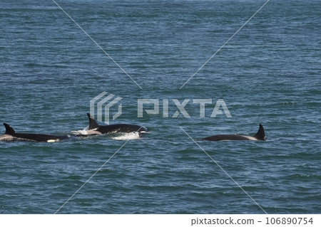 Orca hunting sea lions, Punta Norte Nature reserve, Peninsula Valdes, Patagonia Argentina 106890754