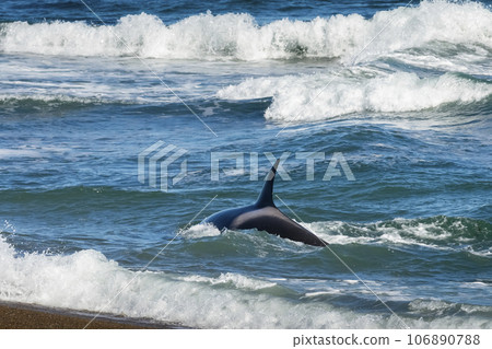 Orca hunting sea lions, Punta Norte Nature reserve, Peninsula Valdes, Patagonia Argentina 106890788