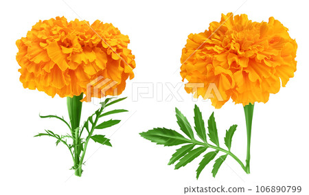 fresh marigold or tagetes erecta flower isolated on white background with full depth of field. 106890799