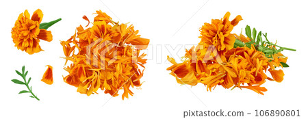 fresh marigold or tagetes erecta flower isolated on white background with full depth of field. Top view. Flat lay 106890801