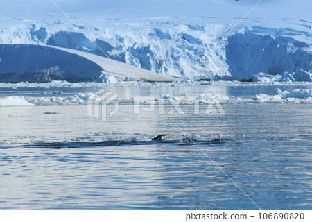 Adelie penguin porpoising,Paradise bay , peninsula, Antartica.. Adelie penguin porpoising,Paradise bay , peninsula, Antartica.. 106890820