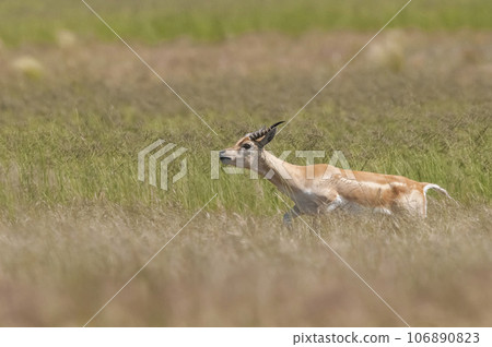 Blackbuck Antelope in Pampas plain environment, La Pampa province, Argentina 106890823