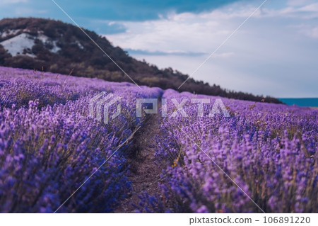 Close up Lavender flower blooming scented fields in endless rows on sunset. Selective focus on Bushes of Lavandula angustifolia purple aromatic flowers at lavender fields. Lavandula officinalis Close up Lavender flower blooming scented fields in endless rows on sunset. Selective focus on Bushes of Lavandula angustifolia purple aromatic flowers at lavender fields. Lavandula officinalis 106891220