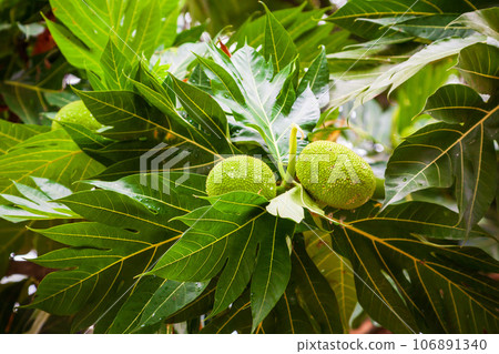 Fruits on breadfruit tree in Asia Fruits on breadfruit tree in Asia 106891340