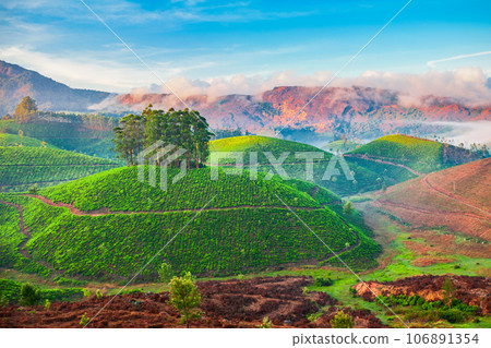 Tea plantation nature background landscape Tea plantation nature background landscape 106891354