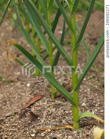 Ecological photos of garlic in the field Ecological photos of garlic in the field 106892271