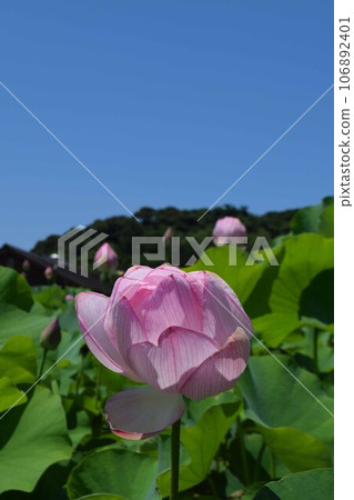 荷花盛開的荷花 106892401