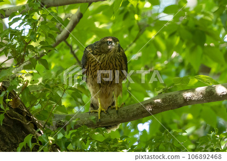 Goshawk chicks perching on a branch 106892468