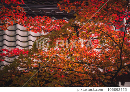 拍攝京都府龜岡市金藏寺,當地人喜愛的紅葉名勝 拍攝京都府龜岡市金藏寺,當地人喜愛的紅葉名勝 106892553