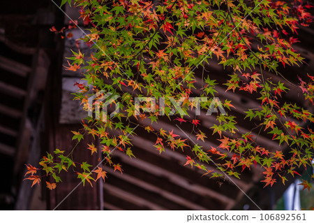 拍攝京都府龜岡市金藏寺，當地人喜愛的紅葉名勝 106892561