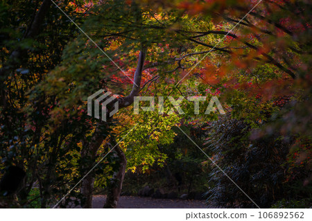拍攝京都府龜岡市金藏寺，當地人喜愛的紅葉名勝 106892562