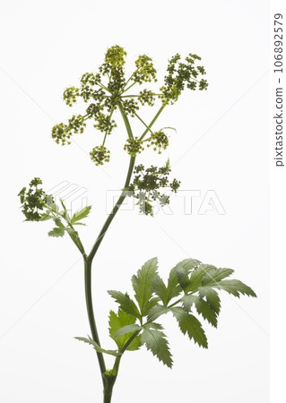 西洋蓍草(草本植物) 西洋蓍草(草本植物) 106892579