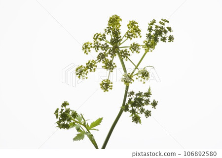 西洋蓍草(草本植物) 西洋蓍草(草本植物) 106892580