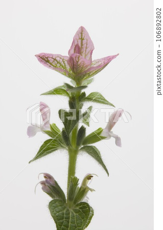 Painted sage (herb) Painted sage (herb) 106892802