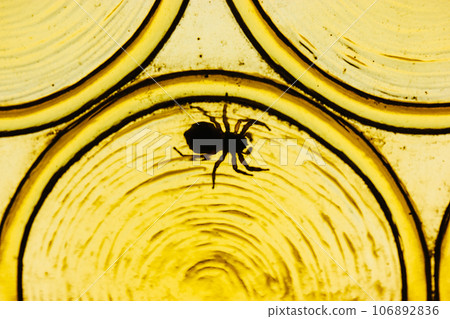 Large black spider on yellow window glass. Insect in interior. Spiders silhouette on the golden backdrop. Wild tarantula climbing a wall. Macro world of insects in wild nature. Unusual pet at home. 106892836