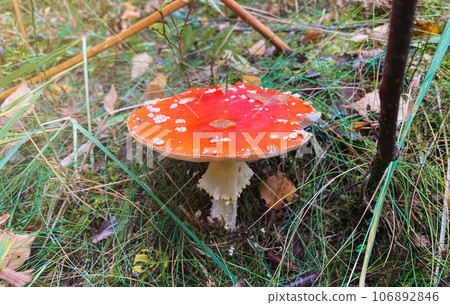 Close-up of a bright, beautifull amanita mushroom in the forest 106892846