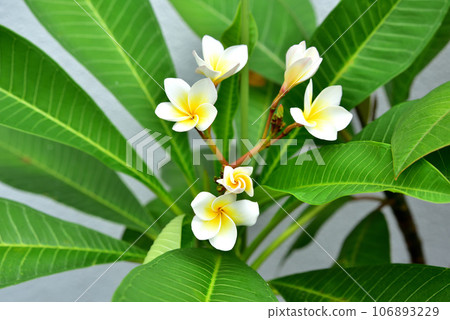 Plumeria flower, Hawaiian flower, lei flower Plumeria flower, Hawaiian flower, lei flower 106893229