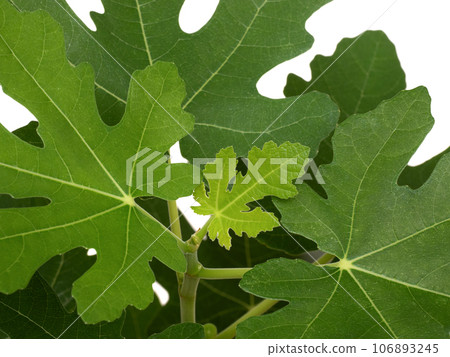 Fig Seedling Dauphine 106893245