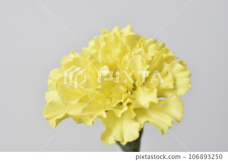 萬壽菊 萬壽菊 106893250