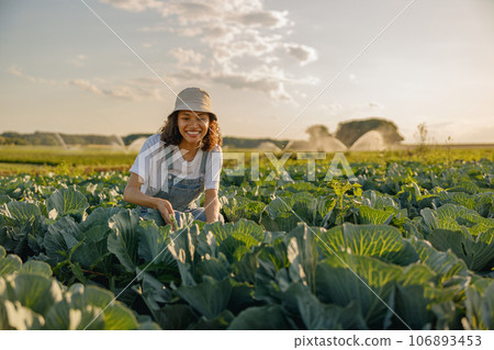 Smiling female farmer working at organic cabbage farm and looks camera. Harvesting at autumn season 106893453