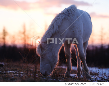 Asahi and horses 106893750