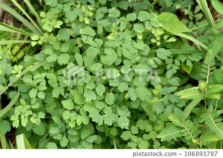 larch leaves larch leaves 106893787