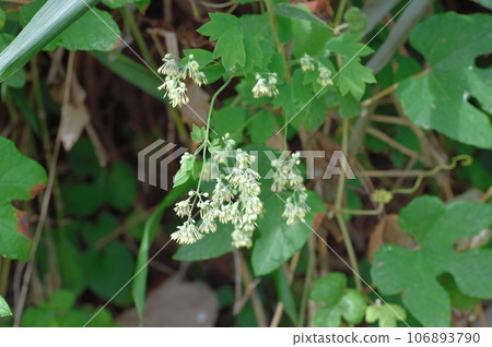 Larch flowers Larch flowers 106893790