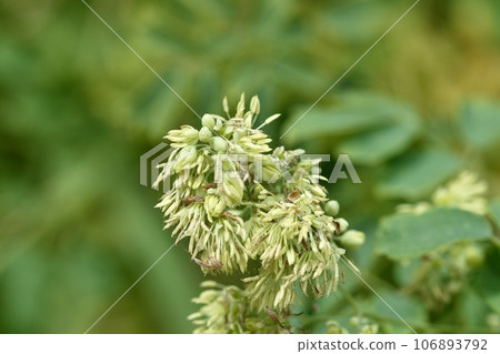 Larch flowers Larch flowers 106893792