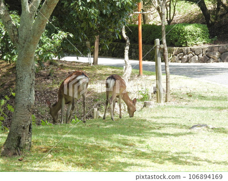 鹿在樹蔭下休息 106894169