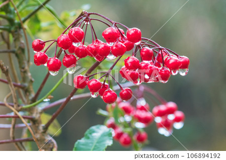 ``Manryo'' with raindrops 106894192