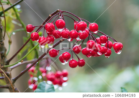 帶著雨滴的“萬兩” 帶著雨滴的“萬兩” 106894193