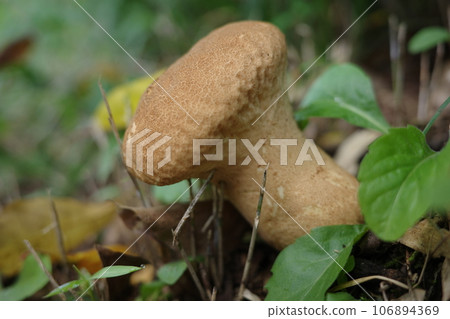 “Nautake”之所以如此命名，是因為它看起來像一個大腦，並且可以在夏季森林中找到。 106894369