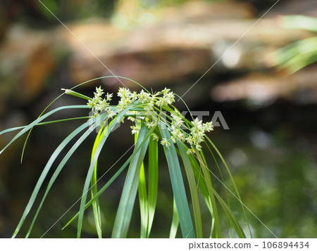 papyrus flower 106894434