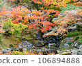 Kyoto Maruyama Park autumn scenery 106894888
